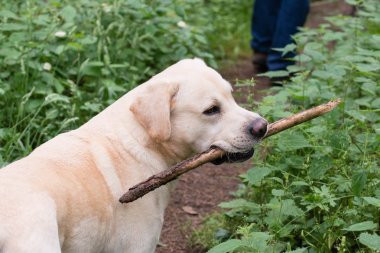 Ağzında bir sopayla sarı labrador