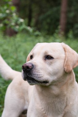 Uyarı bir yürüyüş sırasında seyir sarı labrador