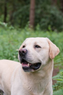Uyarı bir yürüyüş sırasında seyir sarı labrador
