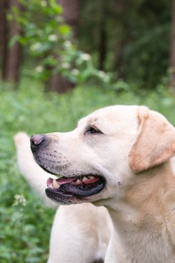 Uyarı bir yürüyüş sırasında seyir sarı labrador
