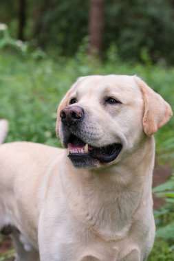 Uyarı bir yürüyüş sırasında seyir sarı labrador