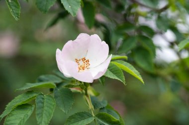 Pembe bir köpek bir çalı gül