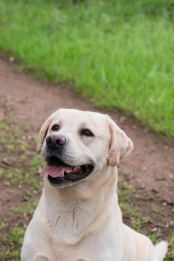 Uyarı bir yürüyüş sırasında seyir sarı labrador