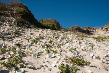 Birçok abalone kabuğu bir plajda