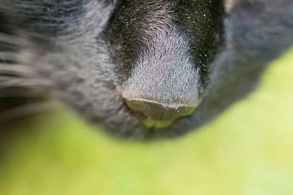 Κοντινό πλάνο της μύτης του μια μαύρη γάτα — Φωτογραφία Αρχείου