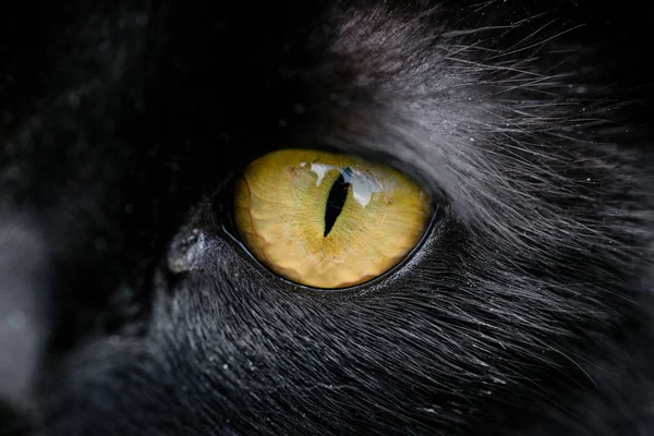 Primo piano dell'occhio giallo di un gatto nero — Foto Stock