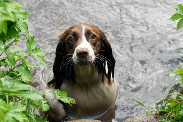 A brown and white English springer spaniel tales a swim in a can — Stok Foto