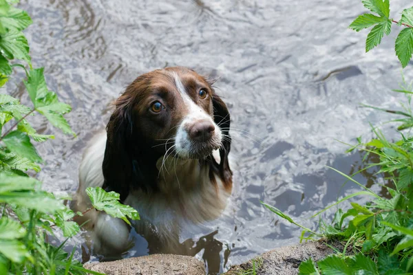A Springer spaniel swimming in a canal