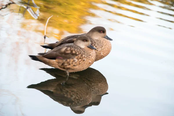 Two female chestnut teal ducks in shallow water in a zoo in Engl — Stock Photo, Image