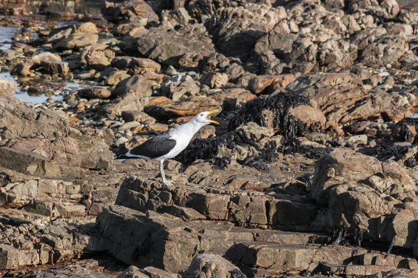 A noisy kelp gull calls out — Stock Photo, Image
