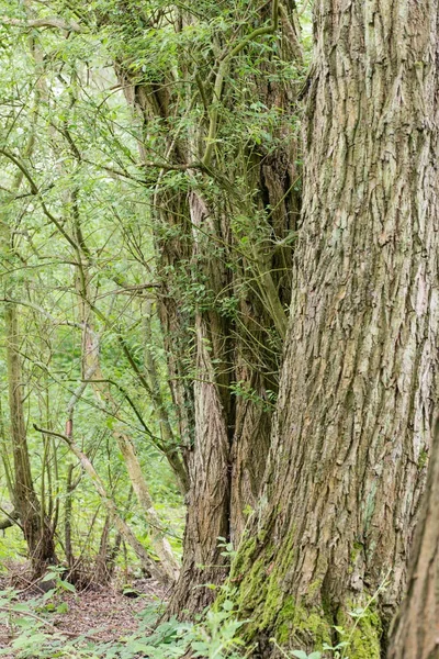 Close up de casca em uma floresta de pinheiros no Reino Unido — Fotografia de Stock