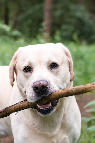 Labrador amarillo con un palo en la boca — Foto de Stock