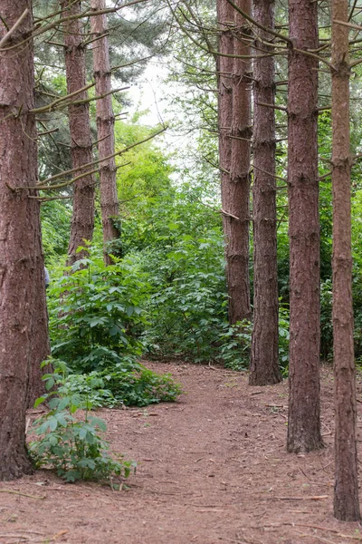 Floresta de pinheiro no Reino Unido — Fotografia de Stock