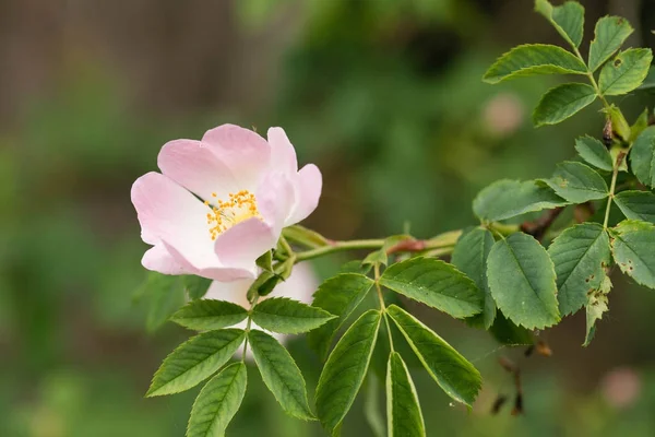 Rose różowy pies na krzaku — Zdjęcie stockowe