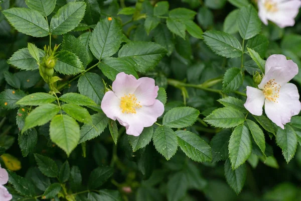 A pink dog rose on a bush — Stock Photo, Image