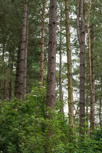 Um grupo de árvores em uma floresta de pinheiros no Reino Unido — Fotografia de Stock
