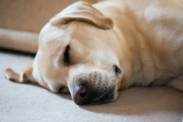 Aranyos férfi sárga labrador alvás közelről — Stock Fotó