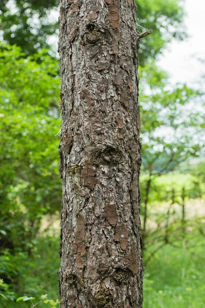 Närbild på ett träd i en tallskog i Storbritannien — Stockfoto