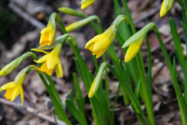 Close up of daffodils growing wild in woodland — Stock Photo, Image