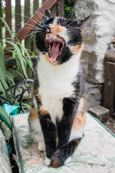庭園のクッションの上に座ってあくびべっ甲猫 — ストック写真