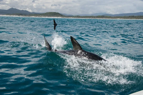 Ein großer weißer Hai, der auf der Wasseroberfläche planscht, Gänse — Stockfoto