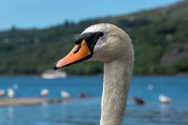 Primo piano di un cigno muto su un lago a Llanberis, Galles — Foto Stock