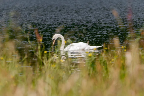 Veduta di un cigno muto su un lago a Llanberis, Galles — Foto Stock