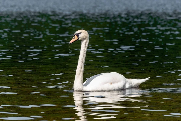 Primo piano di un cigno muto su un lago a Llanberis, Galles — Foto Stock