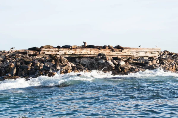 Kap-Pelzrobben auf einem Schiffswrack auf einem Geysirfelsen in der Nähe von gansbaai, sout — Stockfoto