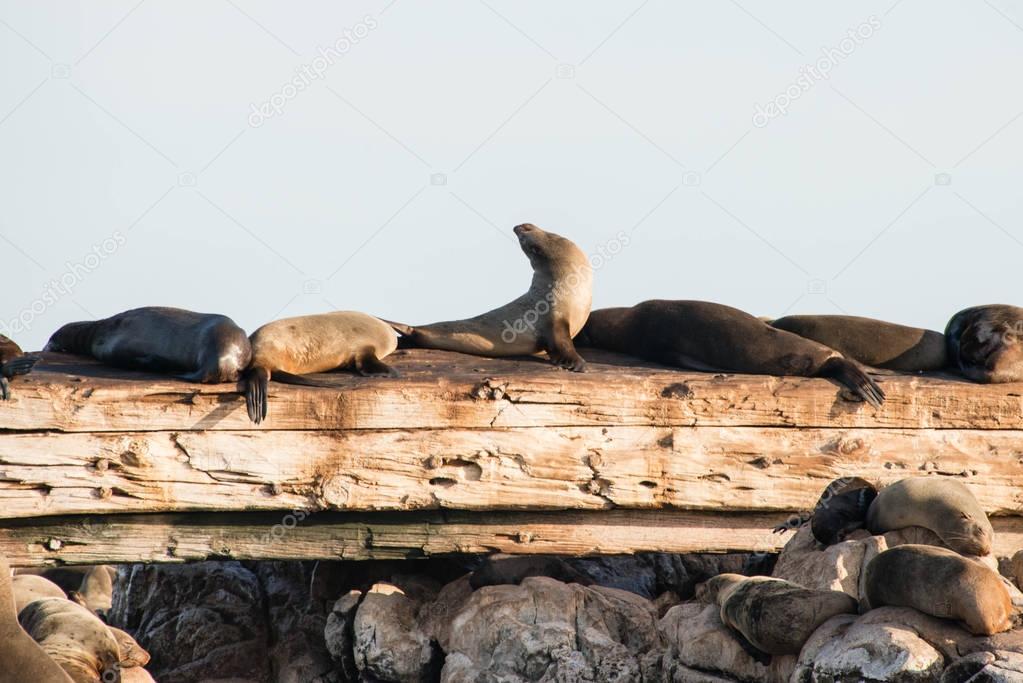 Cape fur seals on a shipwreck on Geyser Rock near Gansbaai, Sout