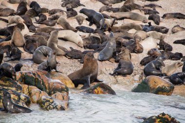 Bir kanalın oturan bir Springer Spaniel