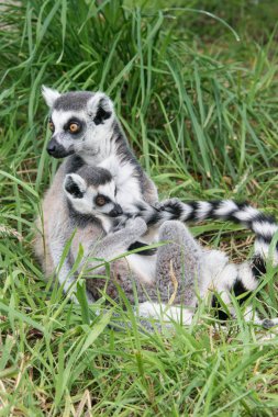 Bir kanalın oturan bir Springer Spaniel