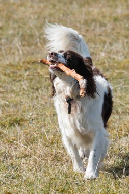 Bir sopa taşıyan bir oynak springer spaniel