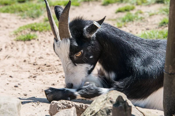 Capra pigmeo in bianco e nero — Foto Stock