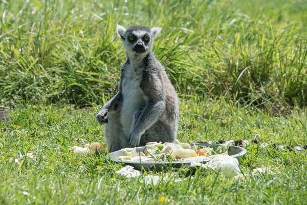 Ringtailed lemur at feeding time in a wildlife park — Stock Photo, Image