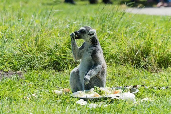 Ringtailed lemur at feeding time in a wildlife park — Stock Photo, Image