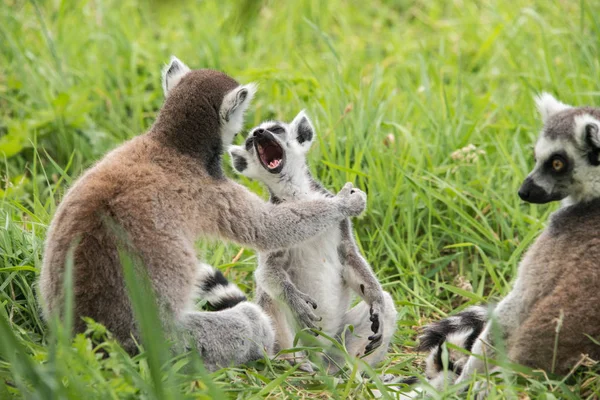 A young ring tailed lemur yawning — Stock Photo, Image