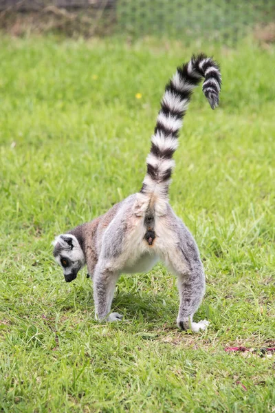 Rear view of lemur — Stock Photo, Image