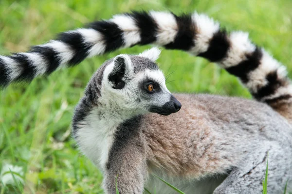 Long tail of ring tailed lemur — Stock Photo, Image