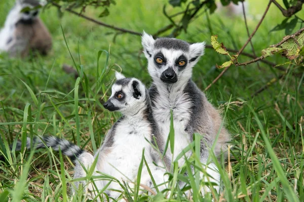 Young and adult ring tailed lemur — Stock Photo, Image
