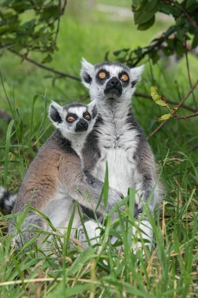 Ung och vuxen ring tailed lemur — Stockfoto