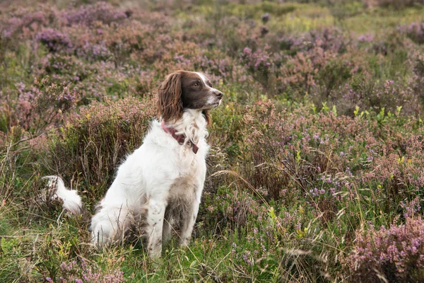 Um Springer Spaniel sentado junto a um canal — Fotografia de Stock