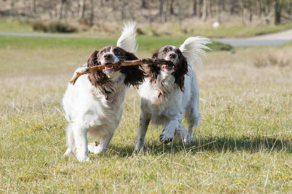 Playful springer spaniels carrying a stick during a walk through