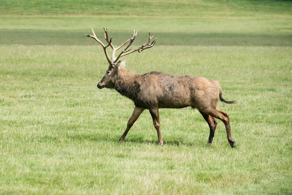 Een edelhert hert lopen door een veld in Woburn abbey, Verenigd Koninkrijk — Stockfoto