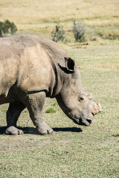 A white rhino grazing in a game reserve in South Africa — Stock Photo, Image