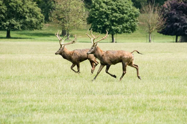 Dwa jelenie stags uruchomiona przez pole w Woburn abbey, Wielka Brytania — Zdjęcie stockowe