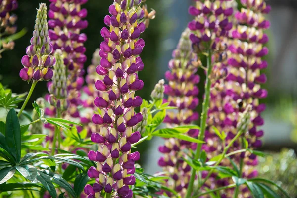 Purple lupins in a garden — Stock Photo, Image