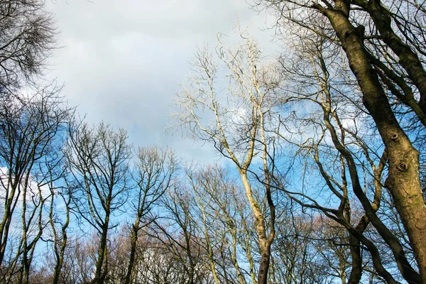 Ramos nus contra um céu invernos na floresta no Reino Unido — Fotografia de Stock