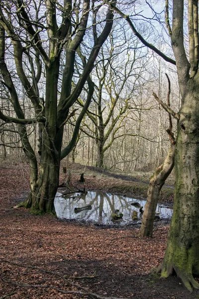 Μια μικρή λιμνούλα ανάμεσα σε δέντρα βρίσκονται σε δασικές περιοχές στο Ηνωμένο Βασίλειο — Φωτογραφία Αρχείου