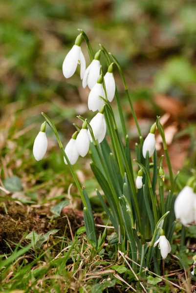 A bunch of snowdrops growing wild in Wales — Stock Photo, Image